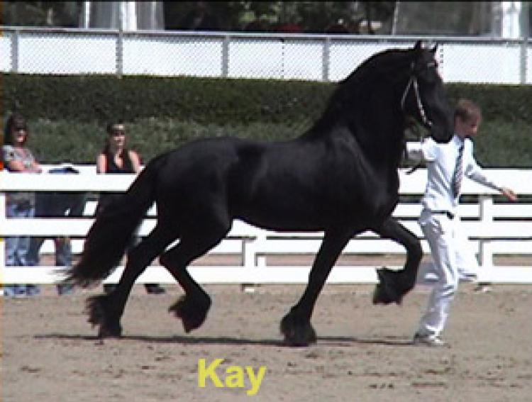 EMBRIÕES FRIESIAN