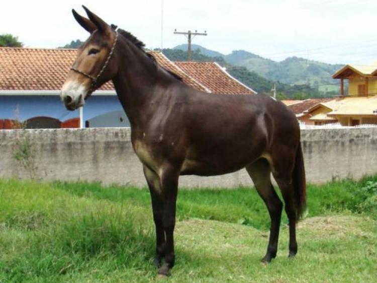 BAILARINA DE GOIÁS