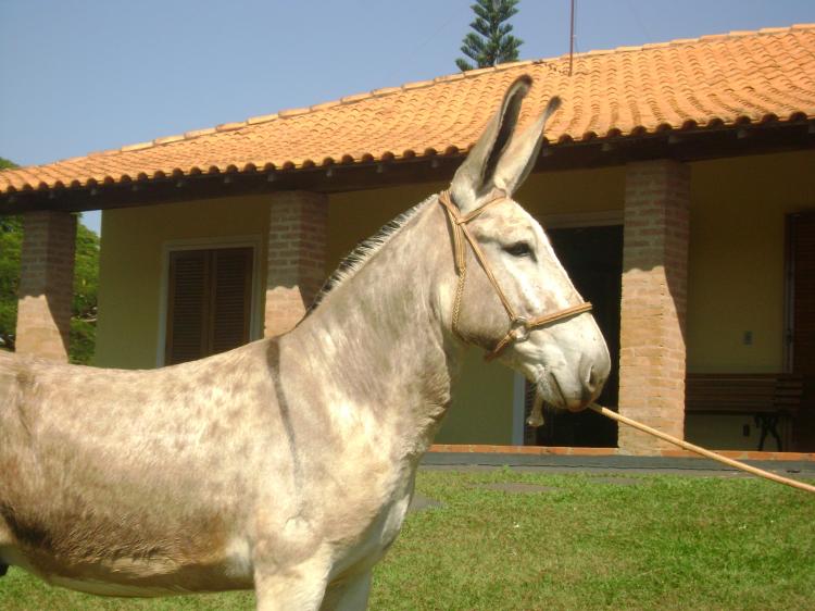 ROCHEDO CARQUEJO