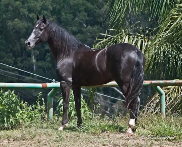 UNILATERO IMPERIAL