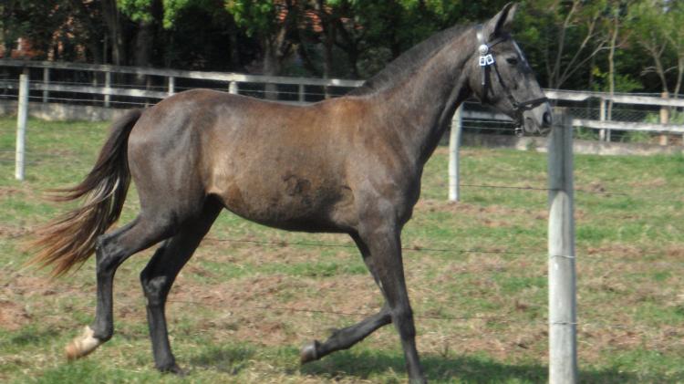 GALANTE E.G