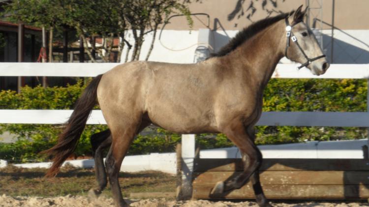 GARIMPEIRO VALENTE