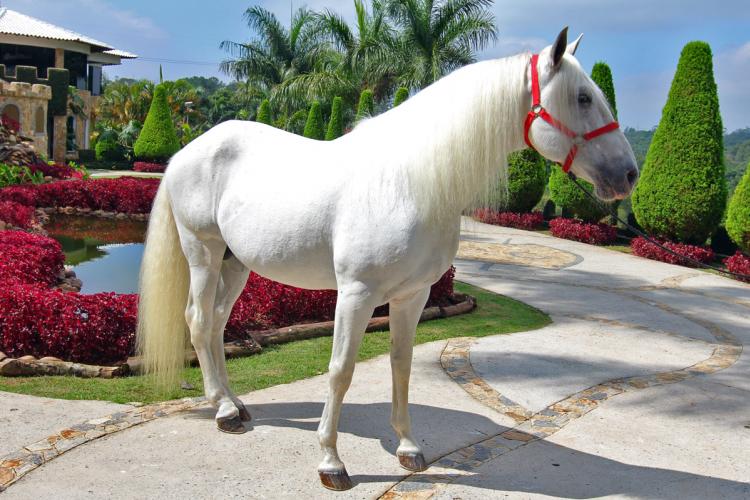 QUITO DOS REIS