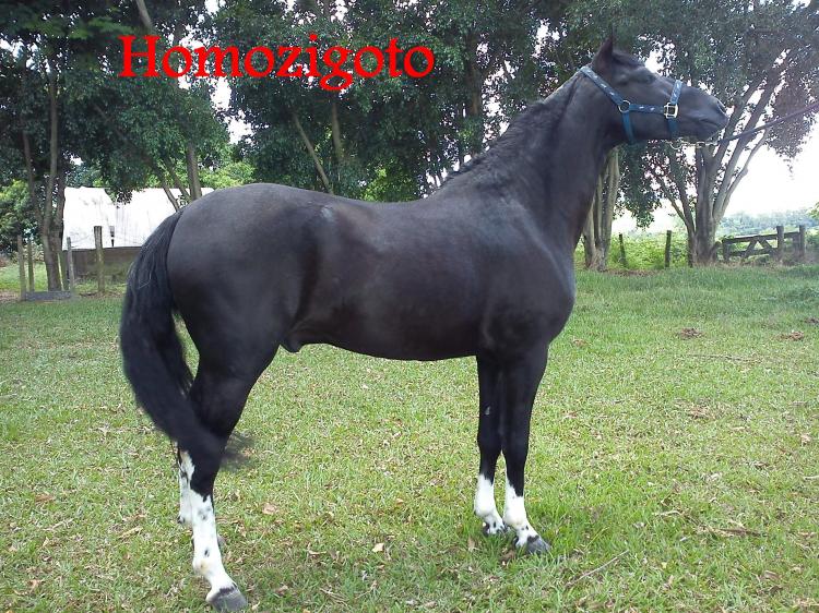 JANGO R.M