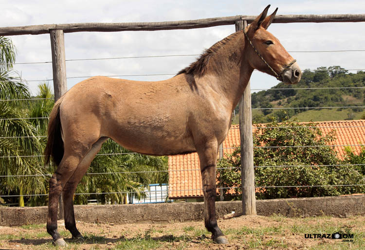 CAPITU ALPHA DA MATA