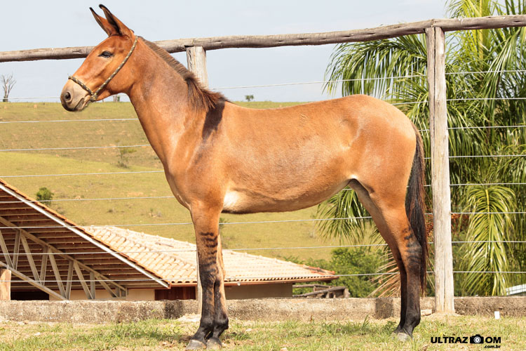 CALINA ALPHA DA MATA