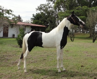 NOIVO RM