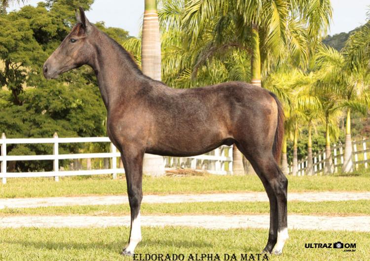 ELDORADO DA MATA