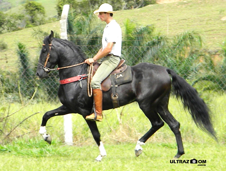TIBÉRIO DO SERTANEJO