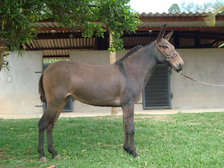 DELICADA