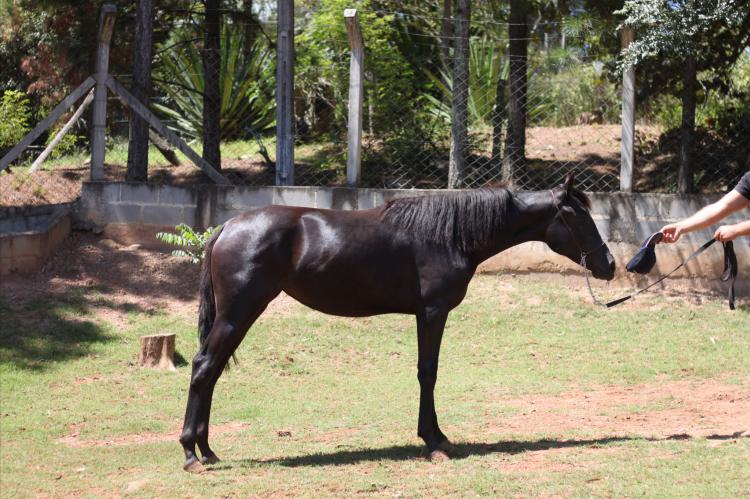 BELLA NEGRA AWM