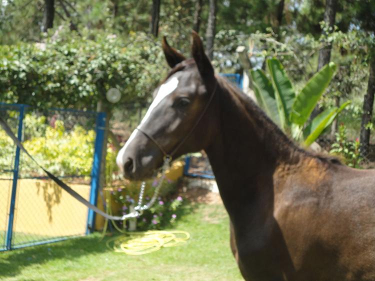PÉROLA NEGRA AWN