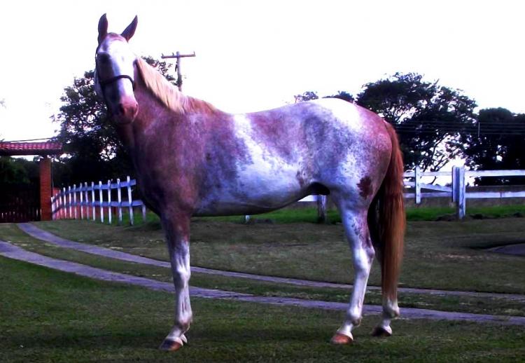 BRAGADO A.F.