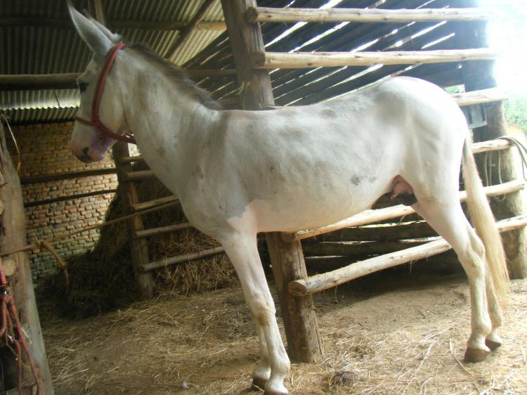 COLORADO DO ZANTUN