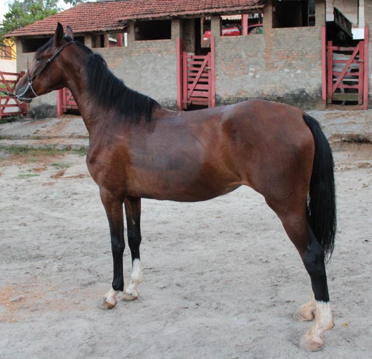 HAVANA DO SERRANO