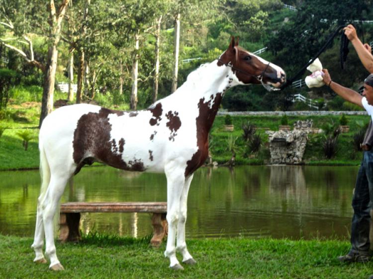 KENZO DO VALE SNW