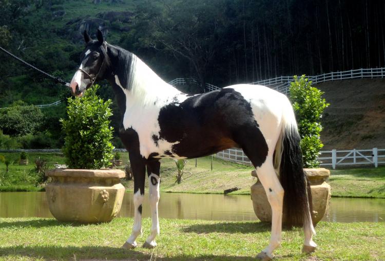 IMPERADOR DO VALE SNW
