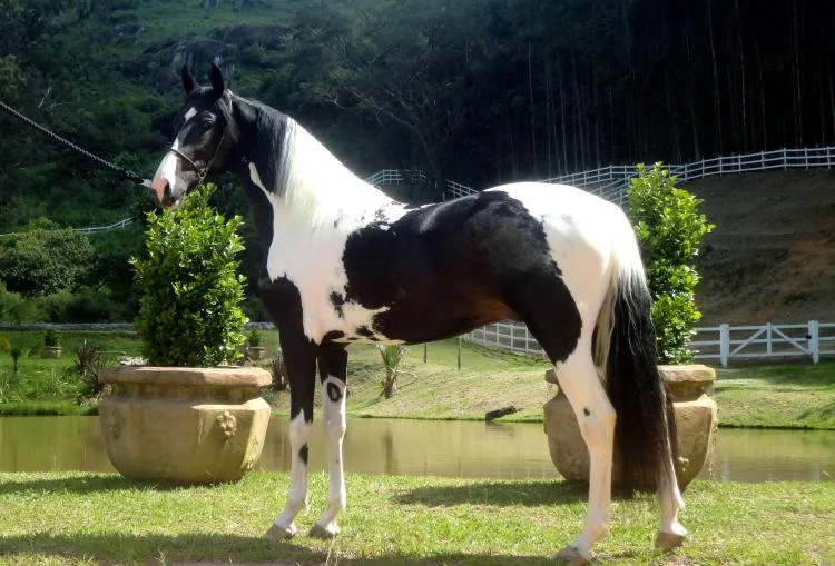 IMPERADOR DO VALE SNW