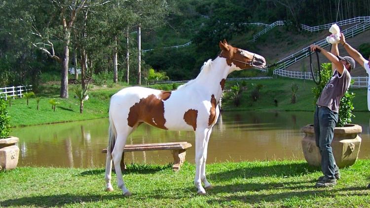 CRISTAL DO VALE SNW