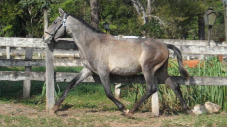 FURIOSO DOS REIS