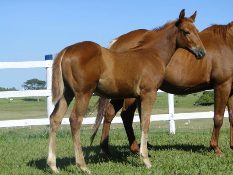 BONANZA SOLANO NSL