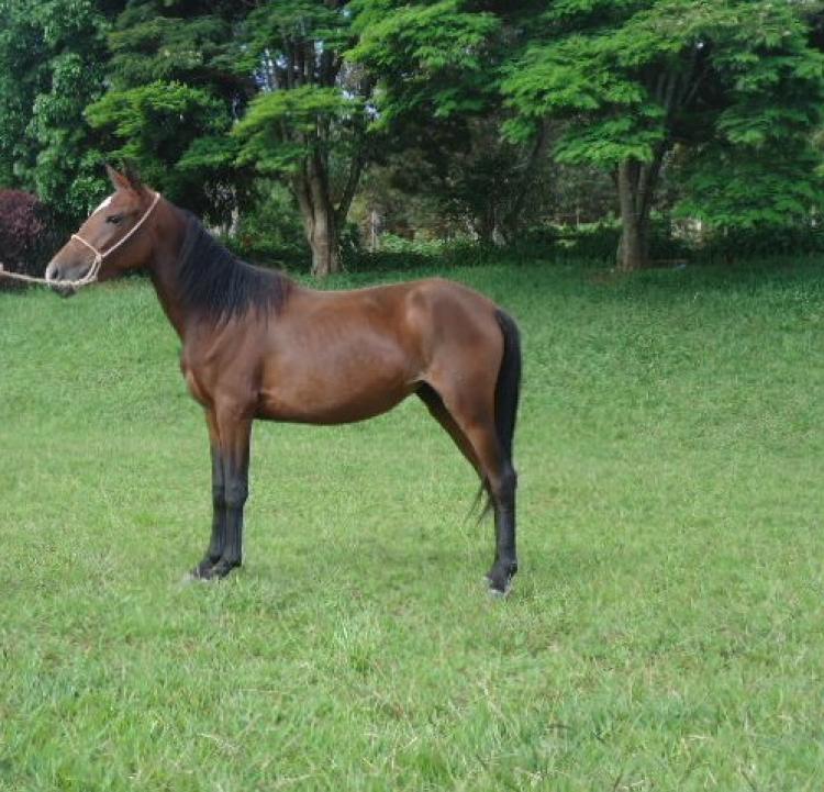 CACAU