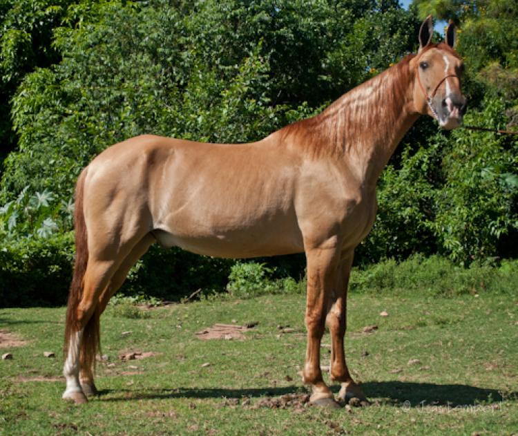 AFRICANO DE ACARAJÁ