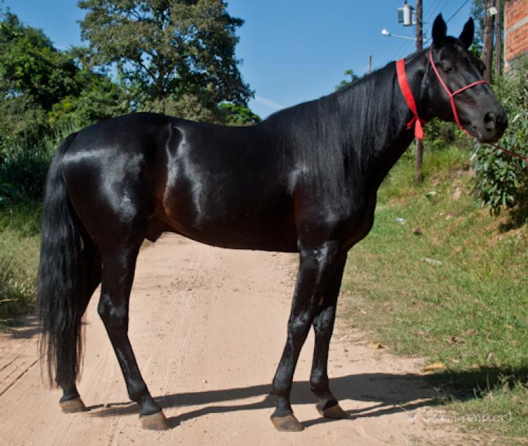 ALBION WARNON