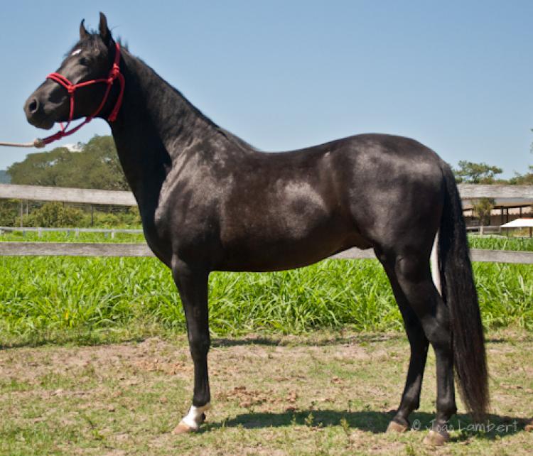 CAXAMBU ESCRAVO
