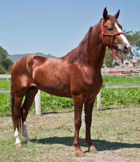DETETIVE DO HARAS PEDRINA
