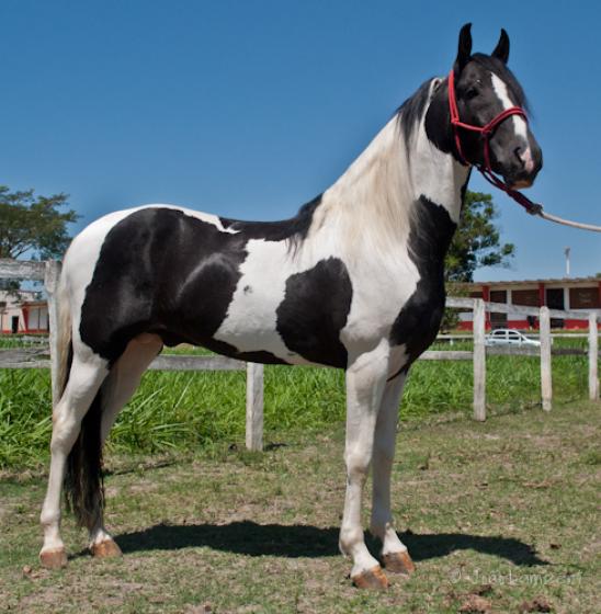 GALÃ DO ORGIN