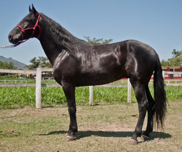 DIAMANTE NEGRO