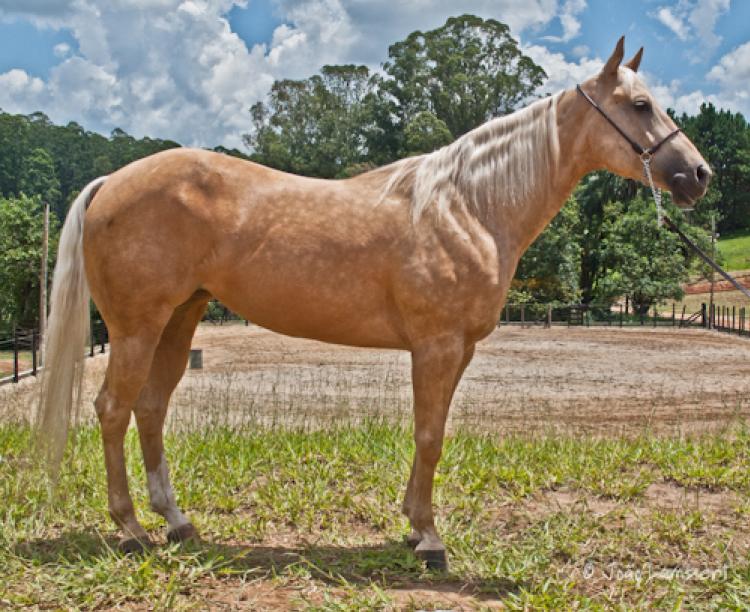 MISS BLONDE MELODY X LÍDER LEO REBEL
