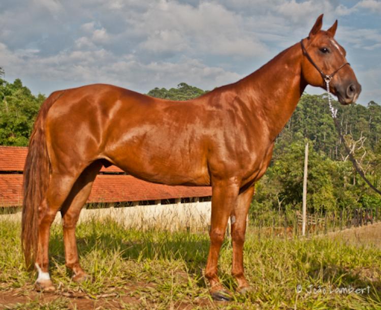 BIG RED