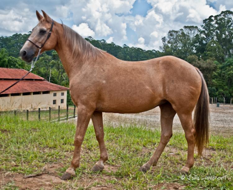 COTTON CANDY PGJ X COUNTRY LITTLE STEP