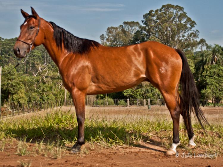KALANA RB