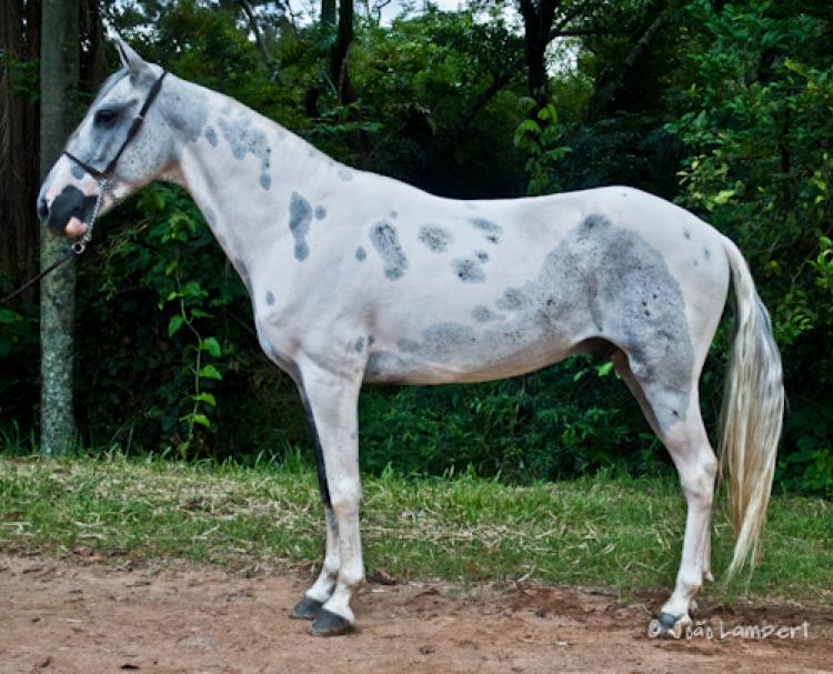 DIAMANTE RB