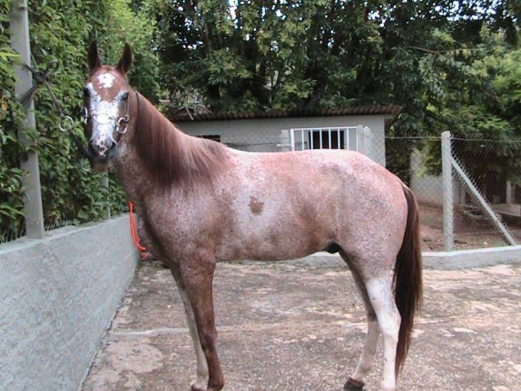 CORISCO