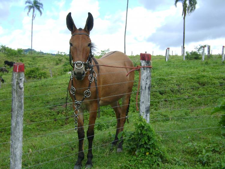MANDONA DO MANGABAL