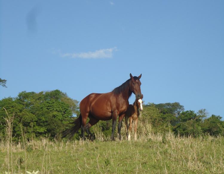 ZARABATANA DO PENTÁGONO