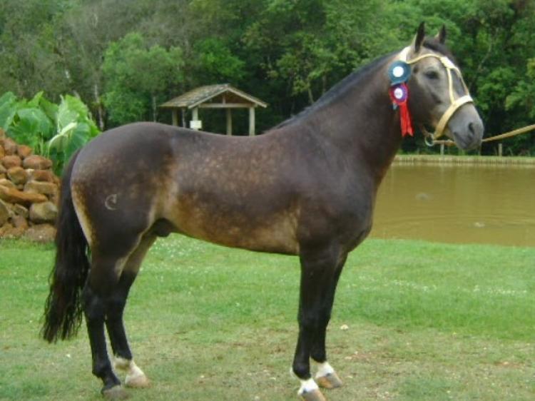 BARRO PRETO MALBHORO