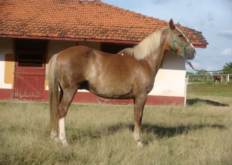 APOLO