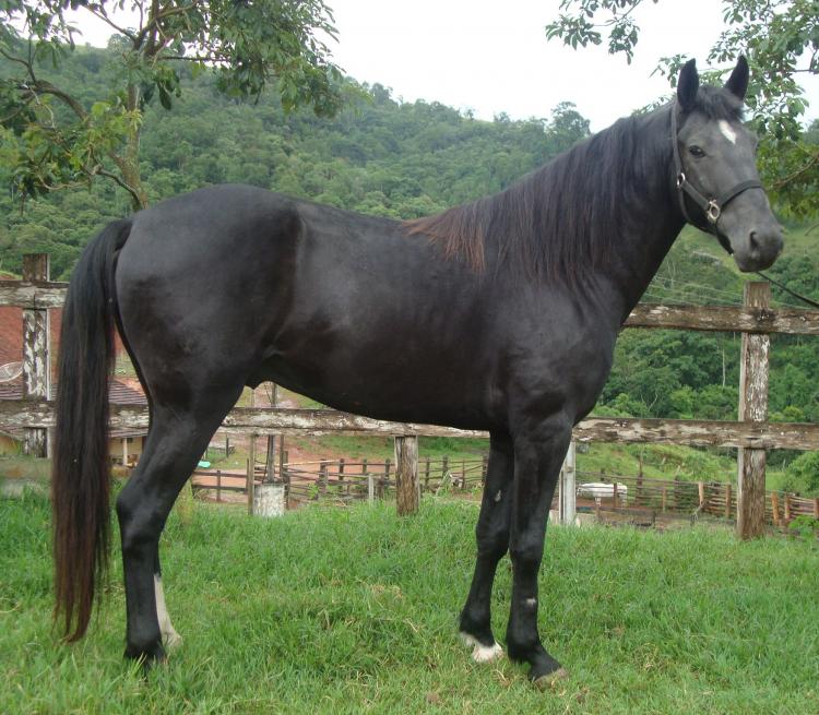 ZEUS