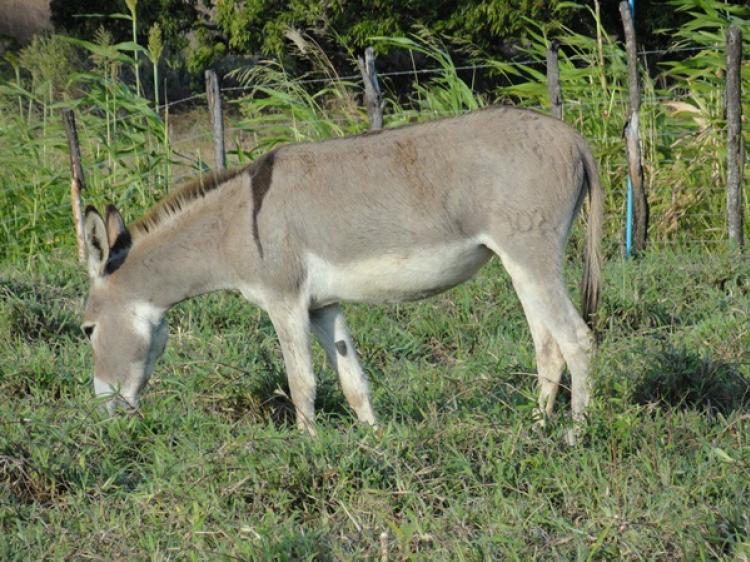 DENGOSA DO JMSOUTO