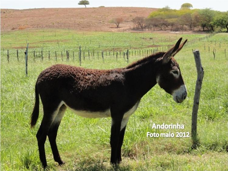 ANDORINHA DO JMSOUTO