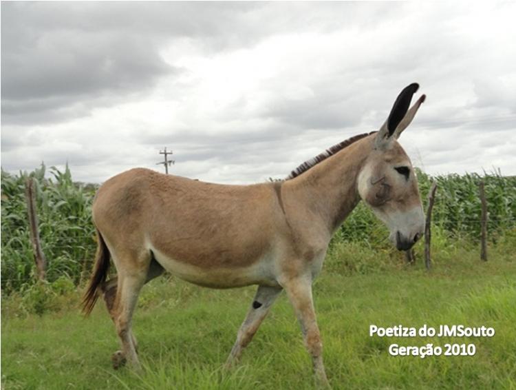 POETIZA DO JMSOUTO