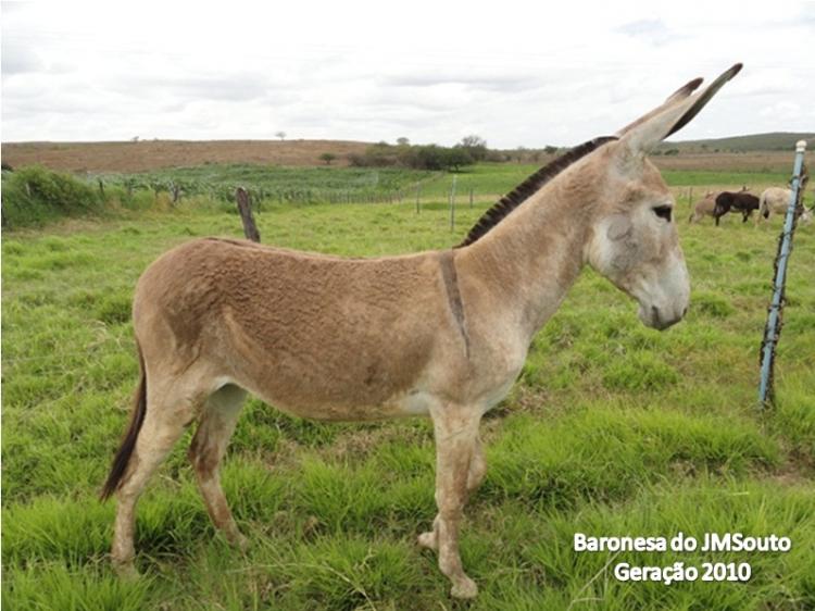 BARONESA DO JMSOUTO