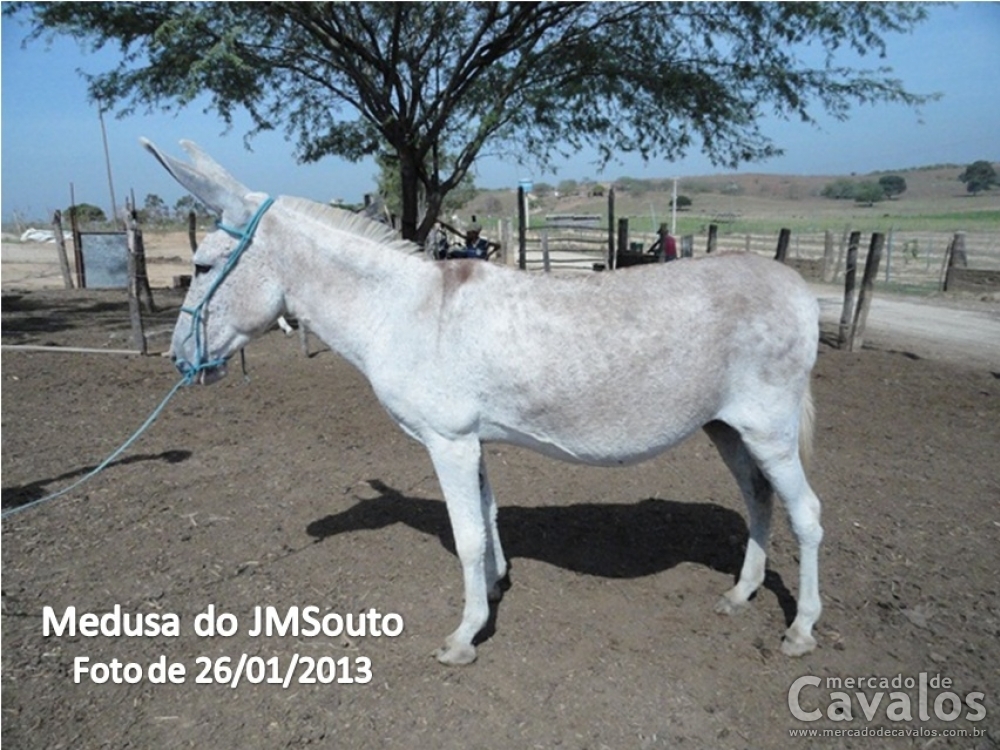 MEDUSA DO JMSOUTO