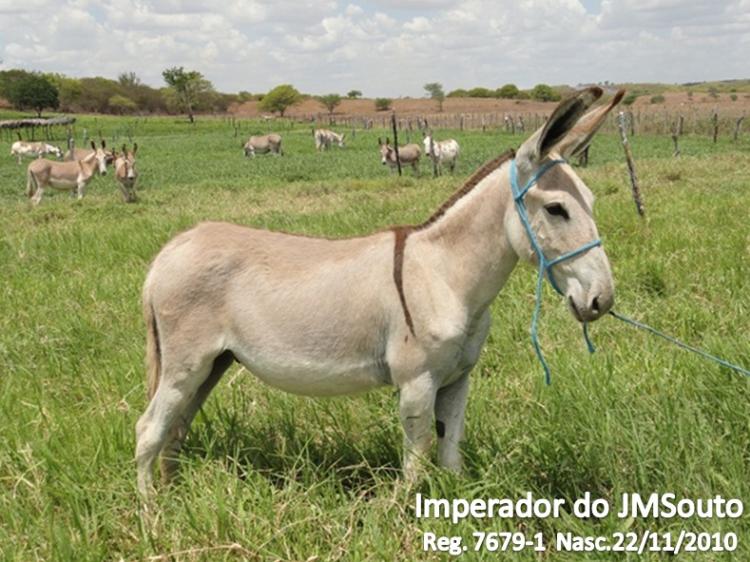 IMPERADOR DO JMSOUTO