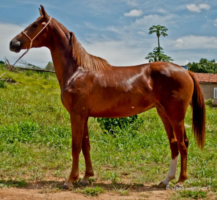BIBELÔ DA NOVA ERA